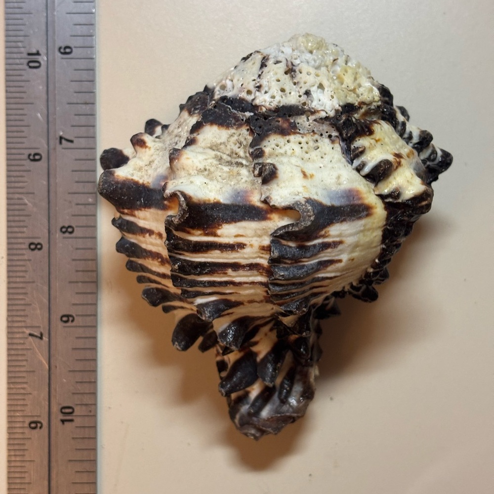 REAL!!! Unique Black and Cream Murex Sea Shell